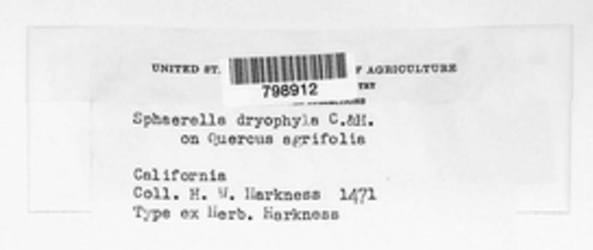 Sphaerella dryophila image